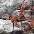 Kép 8/13 - Acer palmatum 'Atropurpureum'