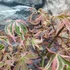Kép 3/13 - Acer palmatum 'Shirazz'
