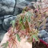 Kép 4/13 - Acer palmatum 'Shirazz'