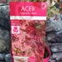 Kép 6/13 - Acer palmatum 'Shirazz'