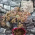 Kép 5/13 - Acer palmatum 'Shirazz'
