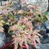 Kép 8/13 - Acer palmatum 'Shirazz'