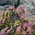 Kép 2/13 - Acer palmatum 'Shirazz'