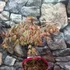 Kép 7/13 - Acer palmatum 'Shirazz'