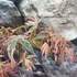 Kép 10/13 - Acer palmatum 'Shirazz'