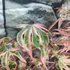 Kép 11/13 - Acer palmatum 'Shirazz'