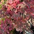 Kép 1/13 - Acer palmatum 'Shirazz'