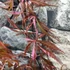 Kép 19/22 - Acer palmatum 'Extravaganza'