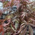 Kép 20/22 - Acer palmatum 'Extravaganza'