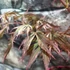Kép 21/22 - Acer palmatum 'Extravaganza'