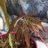 Kép 22/22 - Acer palmatum 'Extravaganza'