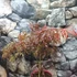 Kép 11/22 - Acer palmatum 'Extravaganza'