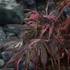 Kép 7/22 - Acer palmatum 'Extravaganza'