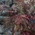 Kép 10/22 - Acer palmatum 'Extravaganza'
