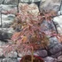 Kép 6/22 - Acer palmatum 'Extravaganza'