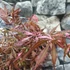 Kép 12/22 - Acer palmatum 'Extravaganza'