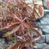 Kép 13/22 - Acer palmatum 'Extravaganza'