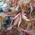 Kép 14/22 - Acer palmatum 'Extravaganza'