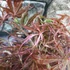 Kép 15/22 - Acer palmatum 'Extravaganza'