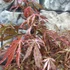 Kép 17/22 - Acer palmatum 'Extravaganza'