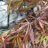 Kép 18/22 - Acer palmatum 'Extravaganza'