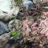 Kép 3/22 - Acer palmatum 'Extravaganza'