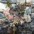 Kép 2/22 - Acer palmatum 'Extravaganza'