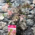 Kép 5/22 - Acer palmatum 'Extravaganza'