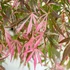 Kép 1/22 - Acer palmatum 'Extravaganza'