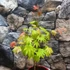 Kép 3/11 - Acer palmatum 'Shirasawanum Moonrise'