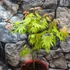 Kép 4/11 - Acer palmatum 'Shirasawanum Moonrise'