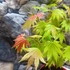 Kép 5/11 - Acer palmatum 'Shirasawanum Moonrise'