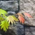 Kép 6/11 - Acer palmatum 'Shirasawanum Moonrise'