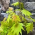 Kép 7/11 - Acer palmatum 'Shirasawanum Moonrise'