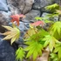 Kép 9/11 - Acer palmatum 'Shirasawanum Moonrise'