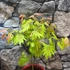 Kép 10/11 - Acer palmatum 'Shirasawanum Moonrise'