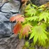 Kép 2/11 - Acer palmatum 'Shirasawanum Moonrise'