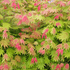 Kép 1/11 - Acer palmatum 'Shirasawanum Moonrise'