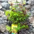Kép 3/7 - Acer palmatum 'Festival'