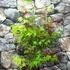 Kép 5/7 - Acer palmatum 'Festival'
