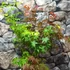 Kép 6/7 - Acer palmatum 'Festival'