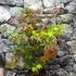 Kép 1/7 - Acer palmatum 'Festival'