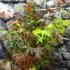 Kép 2/7 - Acer palmatum 'Festival'