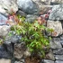 Kép 4/10 - Acer palmatum 'Beni-maiko'