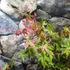 Kép 5/10 - Acer palmatum 'Beni-maiko'
