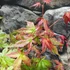 Kép 7/10 - Acer palmatum 'Beni-maiko'