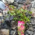 Kép 9/10 - Acer palmatum 'Beni-maiko'