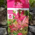 Kép 10/10 - Acer palmatum 'Beni-maiko'