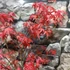 Kép 2/10 - Acer palmatum 'Beni-maiko'