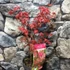 Kép 3/10 - Acer palmatum 'Beni-maiko'